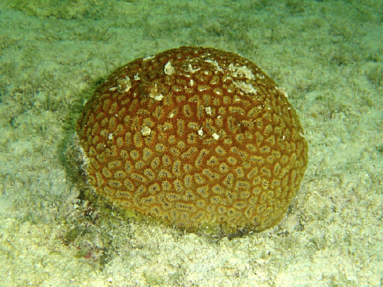  Dichocoenia stokesi (Pineapple Coral, Elliptical Star Coral)